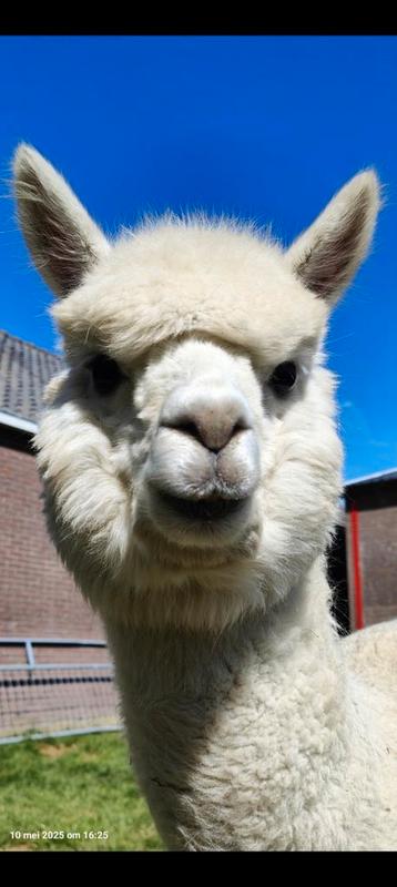Lieve alpaca merrie  beschikbaar voor biedingen