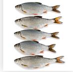 Aasvisjes gevraagd, Ophalen of Verzenden, Overige typen