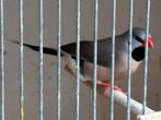 Spitsstaartamedine pop, Dieren en Toebehoren, Vogels | Overige Vogels, Vrouwelijk
