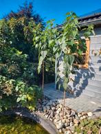 Pindakaasboom | Clerodendrum Trichotomum, Tuin en Terras, Planten | Bomen, Ophalen, Volle zon, Overige soorten, Minder dan 100 cm