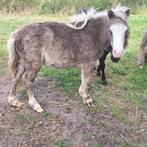 Te koop (fok) miniponys, Dieren en Toebehoren, Paarden en Pony's | Dekhengsten en Fokmerries, Meerdere dieren
