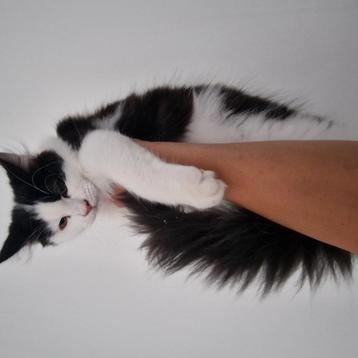 Ragdoll kater 4 maanden  beschikbaar voor biedingen