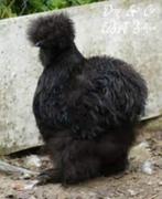 Zwarte Zijdehoen kippen., Dieren en Toebehoren, Pluimvee, Vrouwelijk, Kip
