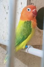 Prachtige brr agapornis fisheri opaline euwing geel pop, Dieren en Toebehoren, Vogels | Parkieten en Papegaaien, Vrouwelijk, Dwergpapegaai of Agapornis