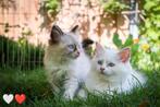 Ragdoll kittens met stamboom en garantie mogen mee!, Dieren en Toebehoren, Katten en Kittens | Raskatten | Langhaar, Poes, Ontwormd