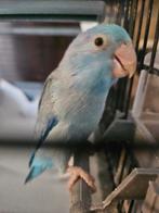 Jonge blauwe forpus man, Mannelijk, Parkiet