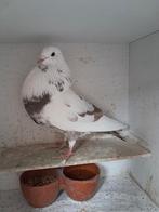 Witte Duif oliebonte vlekken, Dieren en Toebehoren, Vogels | Duiven, Vrouwelijk