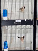 3 spitsstaart amadine mannen te koop, Mannelijk