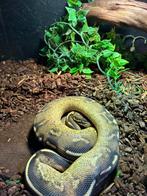 Koningspython supergravel 50% het Clown / Python regius, Slang, Tam, 3 tot 6 jaar