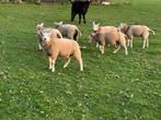 Lammeren, Dieren en Toebehoren, Schapen, Geiten en Varkens, Meerdere dieren, Schaap