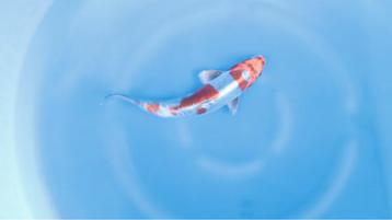 Japanse koi karper 27cm "Doitsu Beni Kikokuryu" beschikbaar voor biedingen