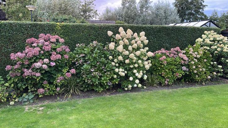 Horstentia Struiken - Prachtige Bloemen!, Tuin en Terras, Planten | Tuinplanten, Vaste plant, Overige soorten, Halfschaduw, Zomer