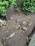 Formoza fazanten, Dieren en Toebehoren, Pluimvee, Meerdere dieren, Gans of Zwaan