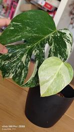 Monstera variegata, Ophalen, Overige soorten, Minder dan 100 cm