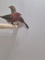 Te koop aangeboden senegal Vuurvink, Meerdere dieren, Tropenvogel