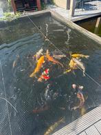 Japanse Koi karpers, Dieren en Toebehoren, Vissen | Vijvervissen, Karper of Koi