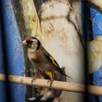 Bloemputter koppels, Dieren en Toebehoren, Vogels | Overige Vogels, Meerdere dieren