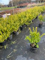 Ilex vervanger voor Buxus, Ophalen of Verzenden, Buxus, Minder dan 100 cm
