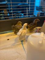 Cochin hen kuikens, Dieren en Toebehoren, Pluimvee, Vrouwelijk, Kip