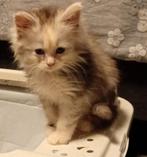 Maine Coon kittens klaar voor vertrek, Meerdere dieren, Ingeënt