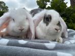 Super knap koppeltje Franse Hangoren * Beschikbaar *, Meerdere dieren, Groot, Hangoor, 0 tot 2 jaar