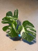 Monstera variegata Albo stekken, Huis en Inrichting, Kamerplanten, Groene kamerplant, Ophalen, Halfschaduw, Minder dan 100 cm