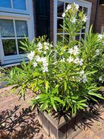 Oleander 150 cm hoog kleur wit, Tuin en Terras, Ophalen, Volle zon, Overige soorten, 100 tot 250 cm