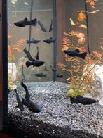 Black molly mannetjes, Dieren en Toebehoren, Vissen | Aquariumvissen, Vis, Zoetwatervis, Schoolvis