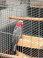 Rosé kaketoe (galah) te koop – mag direct opgehaald worden, Dieren en Toebehoren, Mannelijk, Papegaai, Geringd