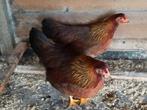 Trio welsumer kriel 2025 jonge of ruilen??, Dieren en Toebehoren, Pluimvee, Meerdere dieren, Kip
