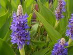 pontederia snoekkruid waterplant vijverplant  kan als filter, Ophalen, Zomer, Siergrassen, Halfschaduw