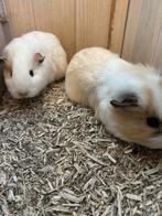 2 cavia’s, beertjes broertjes, Dieren en Toebehoren, Knaagdieren, Augustus, Mannelijk, Cavia