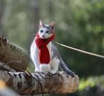 Oppas gezocht aan huis november (vakantie in) Dordrecht, Dieren en Toebehoren, Kater