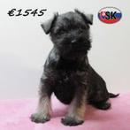 Dwergschnauzer - pups te koop, Dieren en Toebehoren, 15 weken tot 1 jaar, Buitenland, Parvo, Meerdere