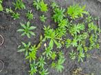 33 x Helleborus plantjes, €1,50 per stuk, Tuin en Terras, Planten | Tuinplanten, Overige soorten, Volle zon, Vaste plant, Ophalen of Verzenden