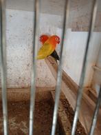Pale fallow fischerie s meerdere bewezen koppels, Dieren en Toebehoren, Vogels | Parkieten en Papegaaien, Meerdere dieren, Dwergpapegaai of Agapornis