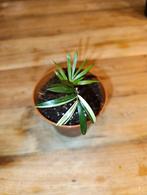 Chamadorea elegans variegata palmboom, Ophalen, Overige soorten, Volle zon