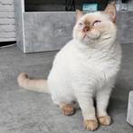 Britse korthaar kittens geboren cinnamon&fawn met stamboom, Dieren en Toebehoren, Katten en Kittens | Overige Katten, Meerdere dieren