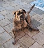 Vince (Cane Corso), Reu, Eén hond, 3 tot 5 jaar, Nederland