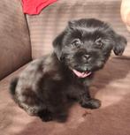 Kleine Boomer en Schnauzer mix puppies, Dieren en Toebehoren, Honden | Niet-rashonden, 8 tot 15 weken, CDV (hondenziekte), Meerdere