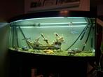 Aquarium 500 liter inclusief 2 filters + vissen, Ophalen of Verzenden, Gevuld zoetwateraquarium