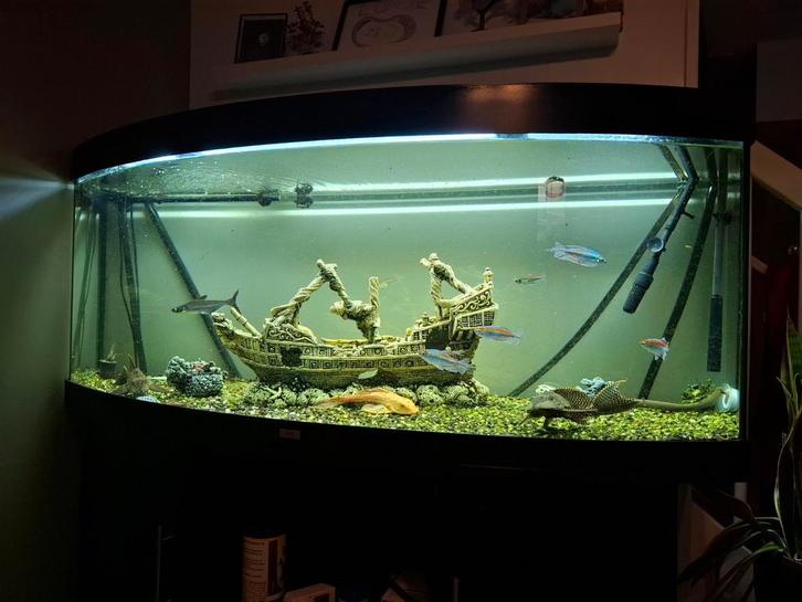 Aquarium 500 liter inclusief 2 filters + vissen, Dieren en Toebehoren, Vissen | Aquaria en Toebehoren, Gevuld zoetwateraquarium