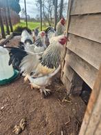 Brahma Haan, Dieren en Toebehoren, Pluimvee, Mannelijk, Kip