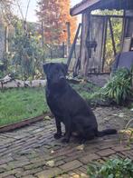 Prachtige kruising labrador, herder en vleugje rottweiler, Dieren en Toebehoren, Rabiës (hondsdolheid), Reu, 1 tot 2 jaar, Eén hond