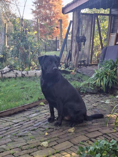 Prachtige kruising labrador, herder en vleugje rottweiler, Dieren en Toebehoren, Honden | Niet-rashonden, Middel, Reu, Particulier