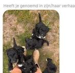 Poedel x. Border collie zeer intelligente pups, Dieren en Toebehoren, Honden | Herdershonden en Veedrijvers, CDV (hondenziekte)