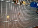 Vrouwje, Dieren en Toebehoren, Ophalen of Verzenden, Zo goed als nieuw, Hout, Vogelkooi