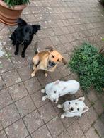 Hondenuitlaatservice en oppas in Almelo