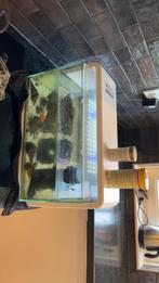 Aquarium met een goud vis, Dieren en Toebehoren, Ophalen of Verzenden, Zo goed als nieuw