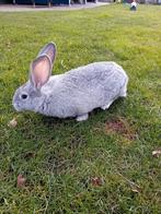 Vlaamse reus vrouwtje te koop, Dieren en Toebehoren, Konijnen, Vrouwelijk, Groot